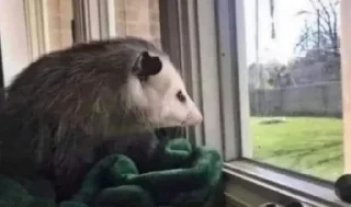 Стикер opossums_p1 - 4