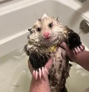 Стикер opossums_p1 - 5