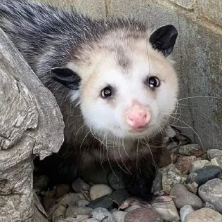 Стикер opossums_p1 - 0