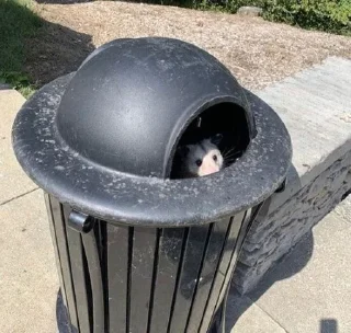 Стикер opossums_p1 - 10