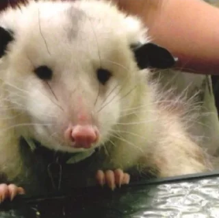 Стикер opossums_p1 - 9