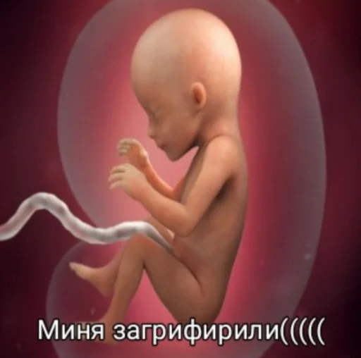 младенец Человек