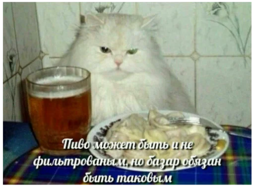 cat mammal small to medium-sized cats