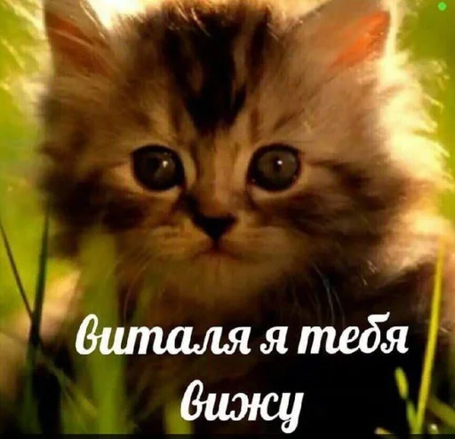 животное млекопитающее кошка