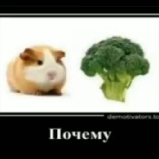 овощ животное крестоцветные овощи