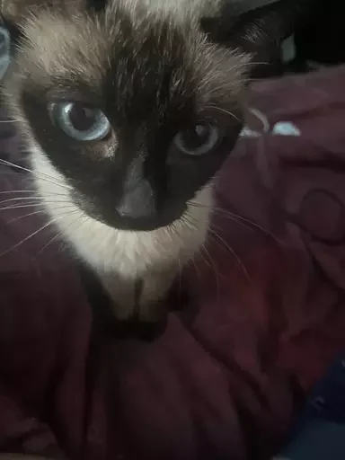 Sticker potrahay - 1