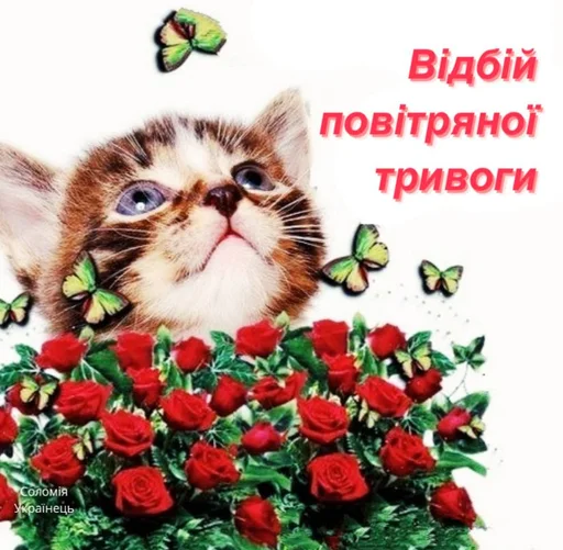 small to medium-sized cats felidae flower