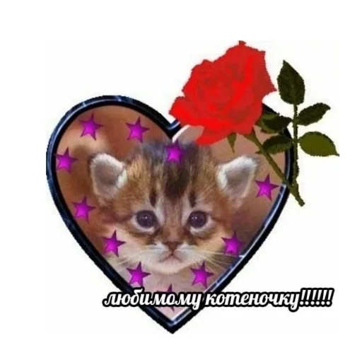 кошки малого и среднего размера цветок кошка