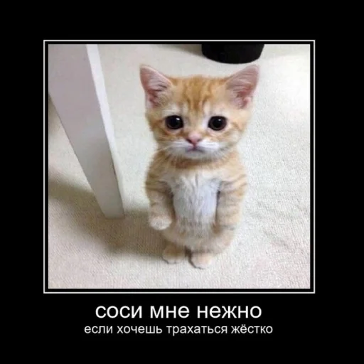 животное кошки малого и среднего размера кошка