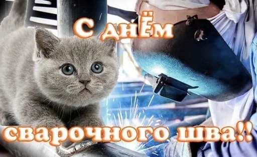 text small to medium-sized cats animal