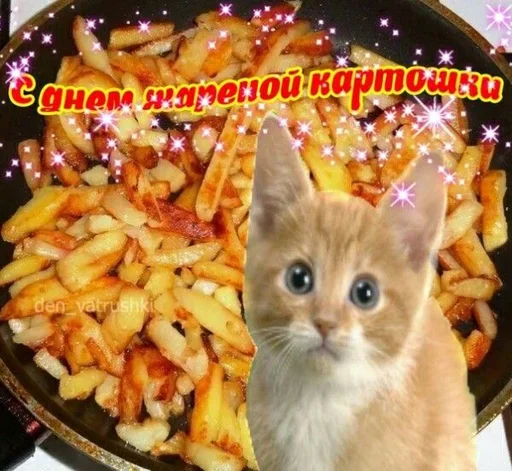 cat small to medium-sized cats food