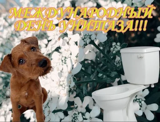 animal dog breed toilet