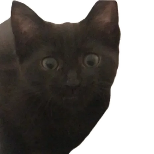 Sticker ppostnclkeMP_by_stqr_bot - 1