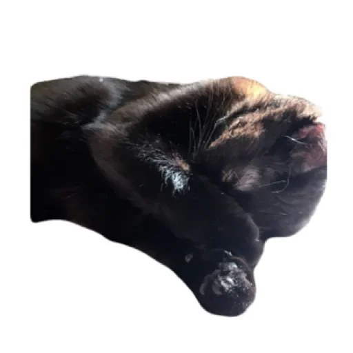 Sticker ppostnclkeMP_by_stqr_bot - 1