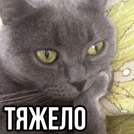 Sticker pqMDjh_by_stickers_stealer_bot - 1