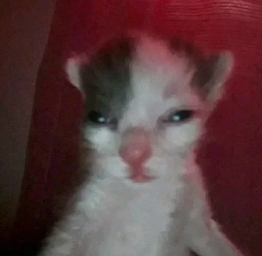 животное млекопитающее кошка