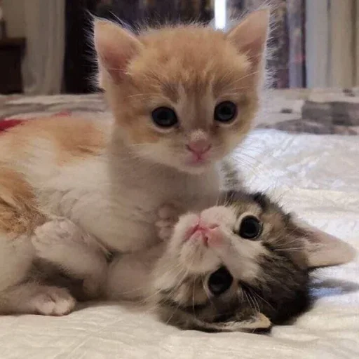 животное млекопитающее кошка