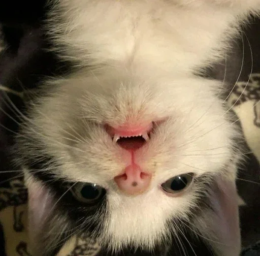 млекопитающее животное кошка