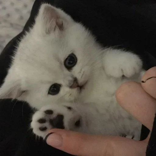 кошки малого и среднего размера кошачьи Человек