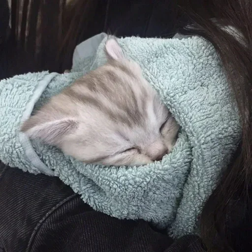 кошки малого и среднего размера кошачьи вздремнуть