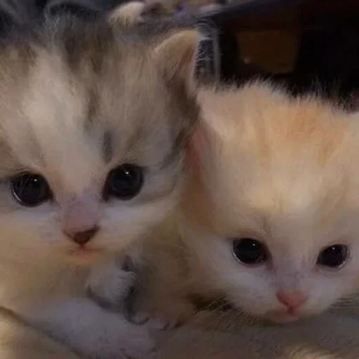 млекопитающее животное кошка