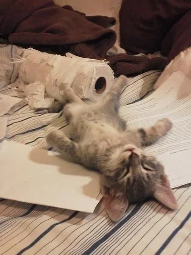 комнатный кошка кошачьи