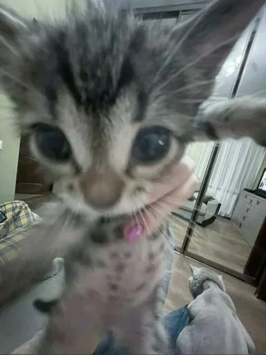 животное комнатный кошка