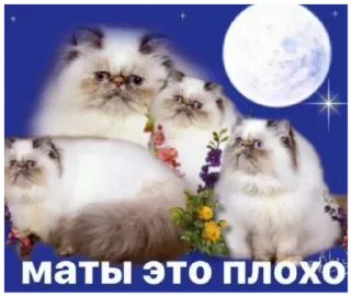 Стикер Больше стиков 👉 @premiumstikery - 9