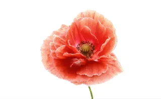 Sticker Предметы @TgEmodziBot - 2