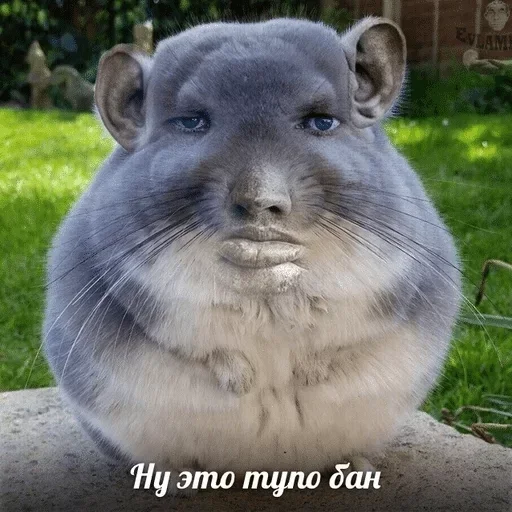 animal mammal rodent