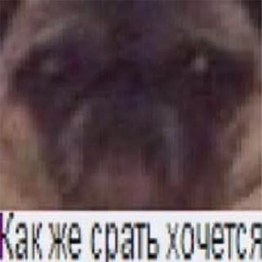 Стикер prikoli228 - 1