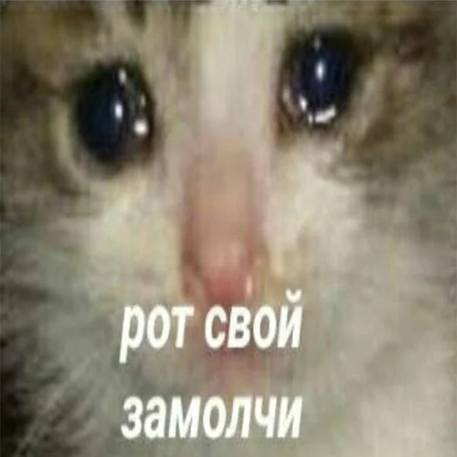 Стикер prikoli228 - 1