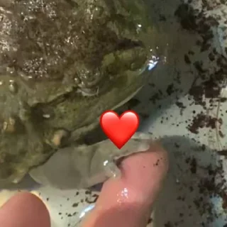 Стикер ЖАБУС ❤️🐸 - 7