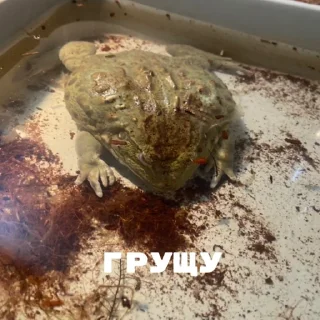 Стикер ЖАБУС ❤️🐸 - 11