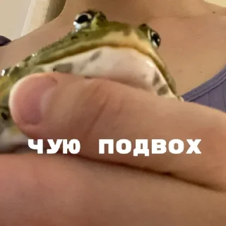 Стикер ЖАБУС ❤️🐸 - 2