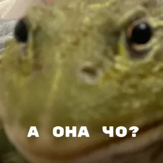 Стикер ЖАБУС ❤️🐸 - 9