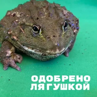 Стикер ЖАБУС ❤️🐸 - 4