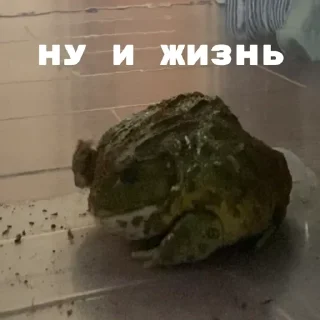 Стикер ЖАБУС ❤️🐸 - 10