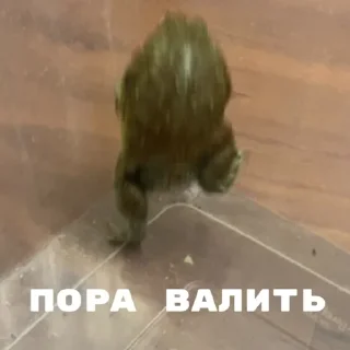 Стикер ЖАБУС ❤️🐸 - 3