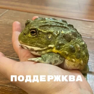 Стикер ЖАБУС ❤️🐸 - 1
