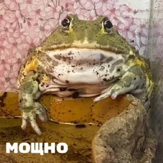 Стикер ЖАБУС ❤️🐸 - 8