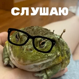Стикер ЖАБУС ❤️🐸 - 5