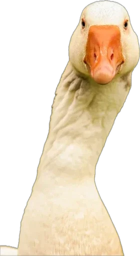 Гусь Лизы. НЕ ТРОГАТЬ БЕЗ РАЗРЕШЕНИЯ! - 