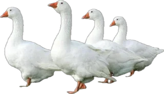 Sticker Гусь Лизы. НЕ ТРОГАТЬ БЕЗ РАЗРЕШЕНИЯ! - 5