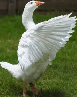 Sticker Гусь Лизы. НЕ ТРОГАТЬ БЕЗ РАЗРЕШЕНИЯ! - 6