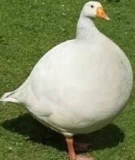 Sticker Гусь Лизы. НЕ ТРОГАТЬ БЕЗ РАЗРЕШЕНИЯ! - 4