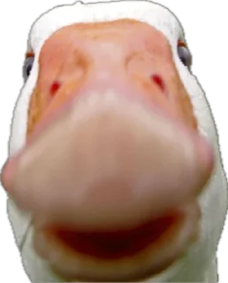 Sticker Гусь Лизы. НЕ ТРОГАТЬ БЕЗ РАЗРЕШЕНИЯ! - 0