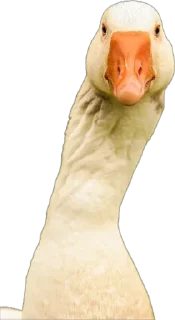 Sticker Гусь Лизы. НЕ ТРОГАТЬ БЕЗ РАЗРЕШЕНИЯ! - 1