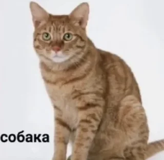 Стикер grecha - 4