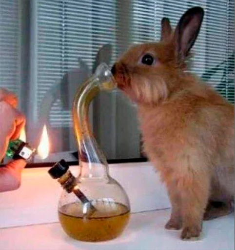 Sticker progulkaSadom - 1